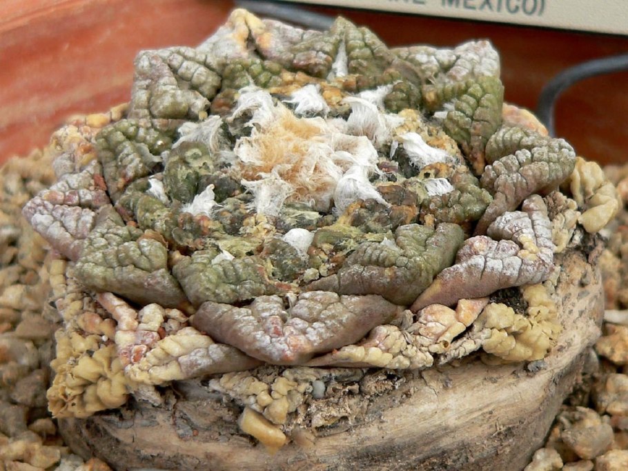 Ariocarpus fissuratus SB 413