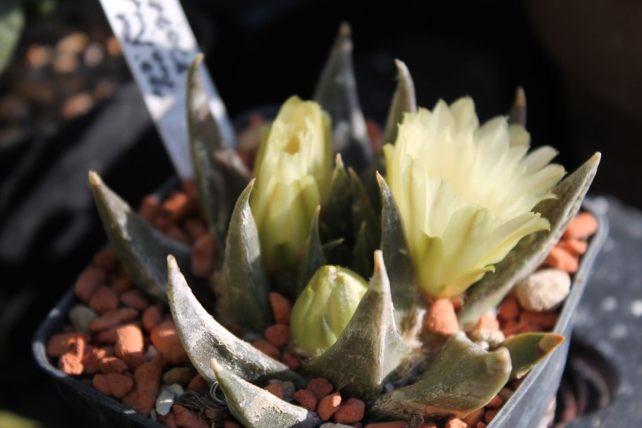Ariocarpus trigonus v.elongatus
