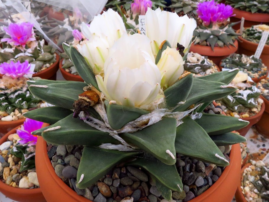 Ариокарпус Кочубея Ariocarpus kotschoubeyanus