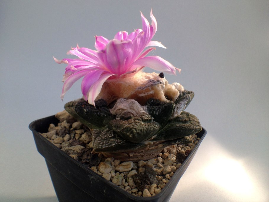 Ariocarpus fissuratus hintonii PP 352