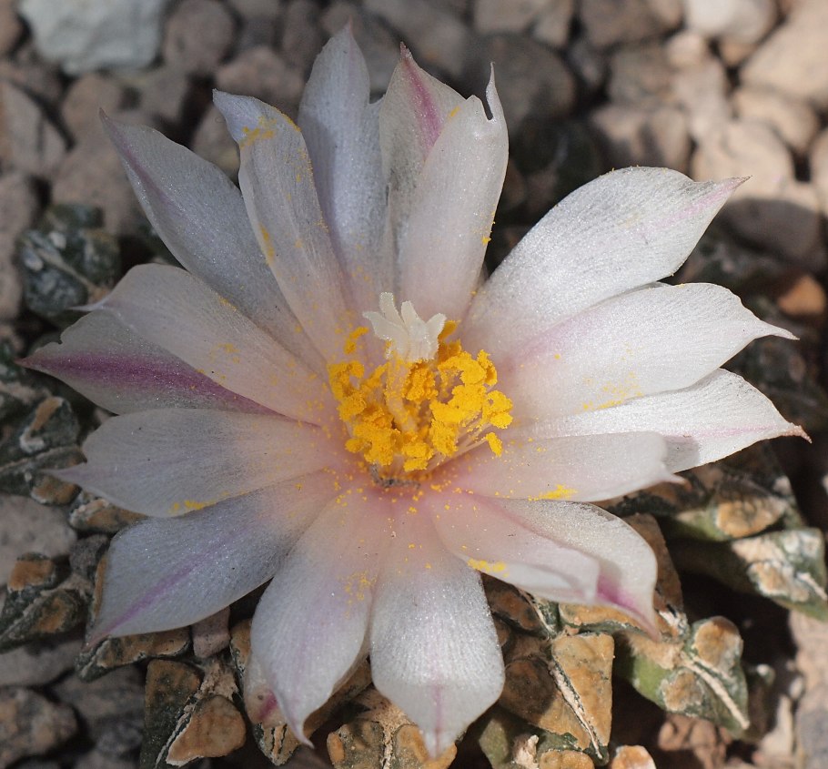 Ariocarpus kotschoubeyanus v. macdowellii