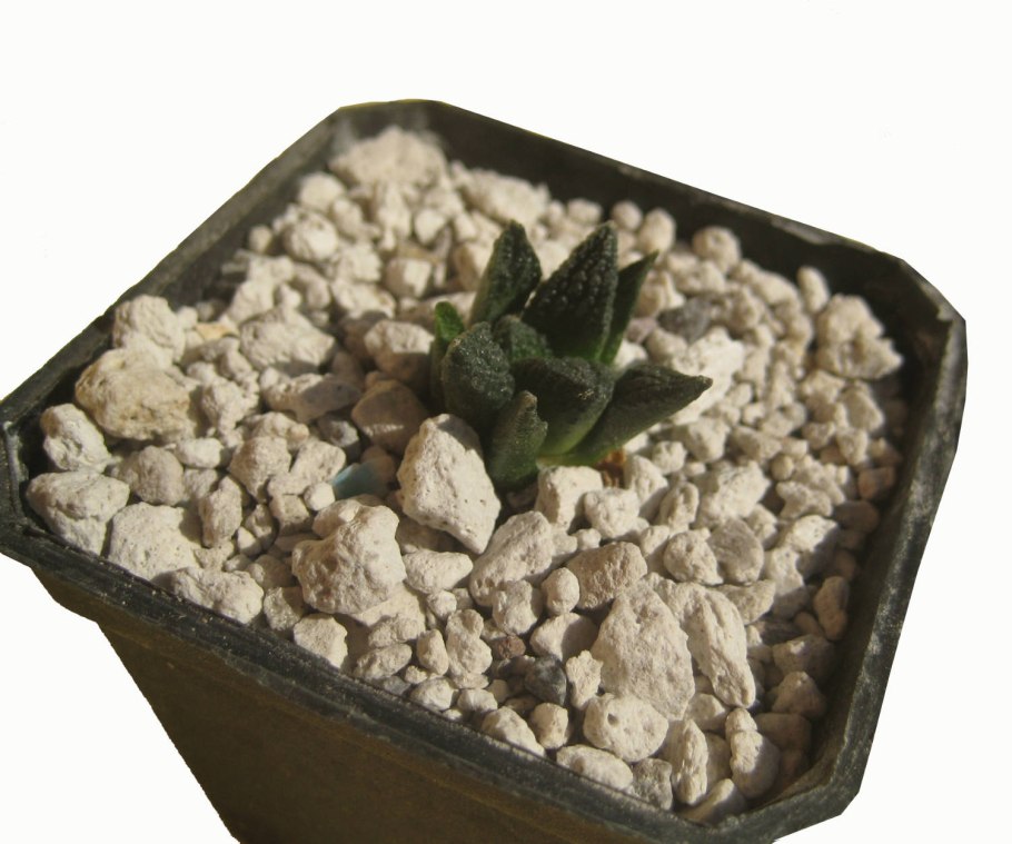 Ariocarpus bravoanus
