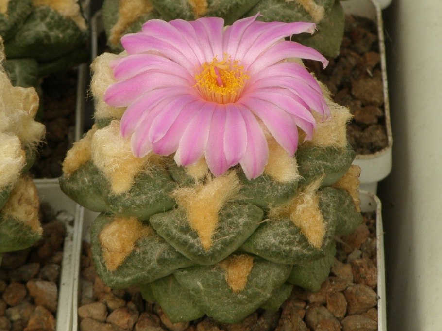 Ariocarpus fissuratus