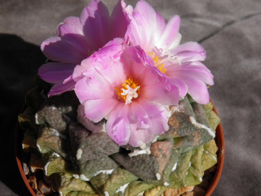 Ariocarpus intermedius