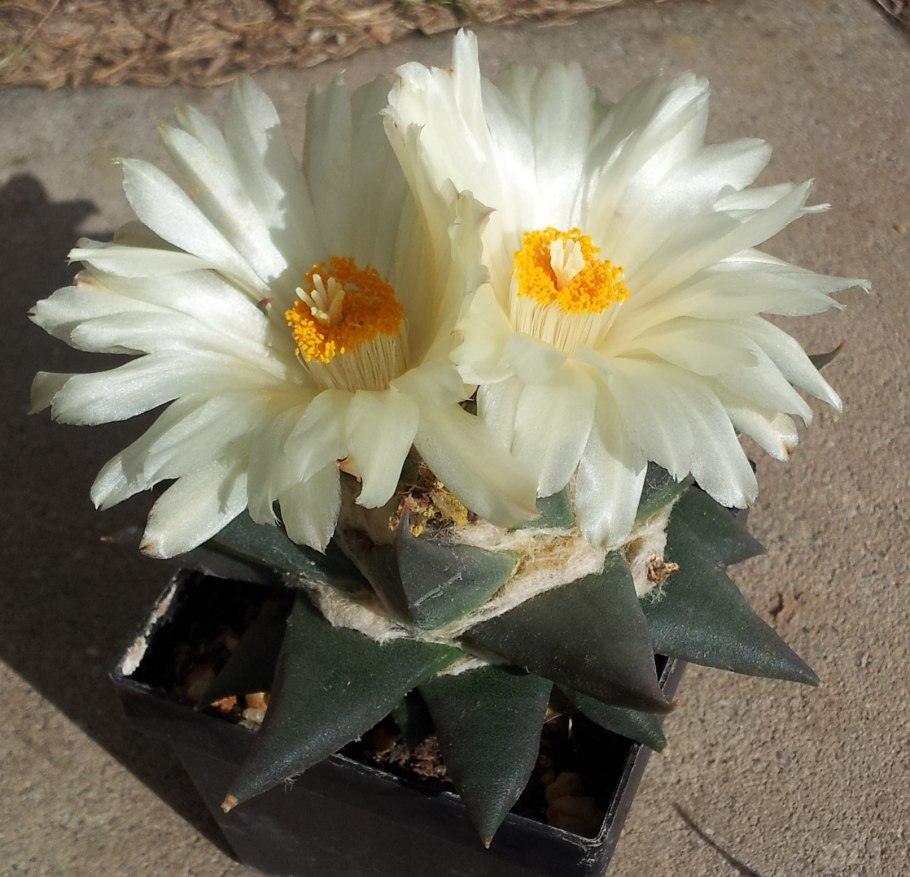 Ariocarpus trigonus
