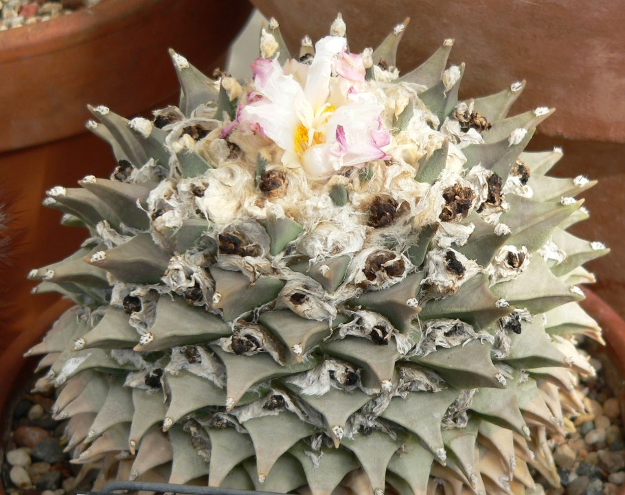 Ariocarpus retusus (18)