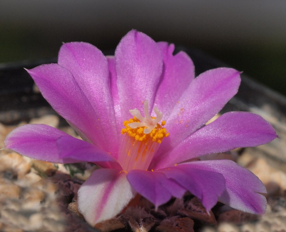 Ariocarpus kotschoubeyanus