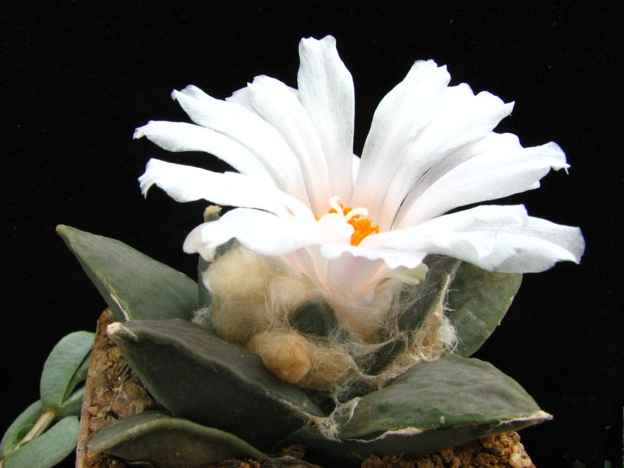 Ariocarpus retusus var. Furfuraceus