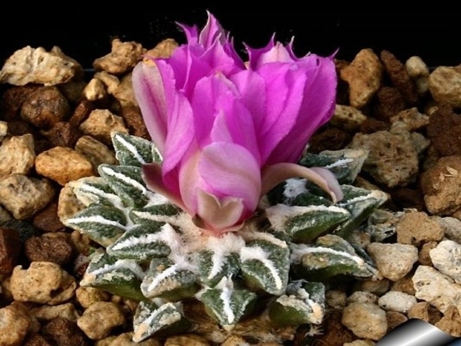 Ariocarpus bravoanus