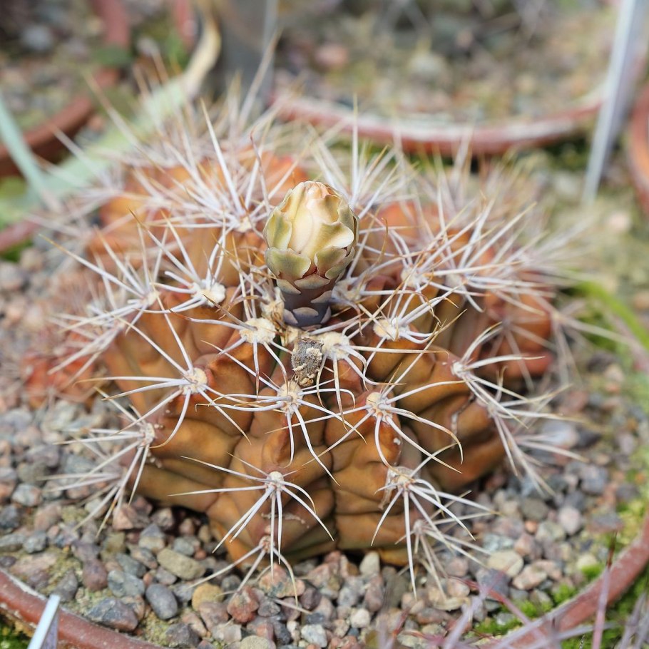 Кактус Gymnocalycium spegazzinii