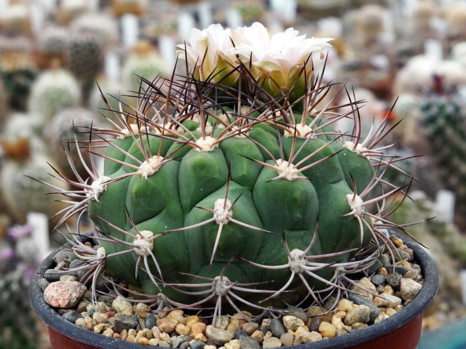 Gymnocalycium anisitsii