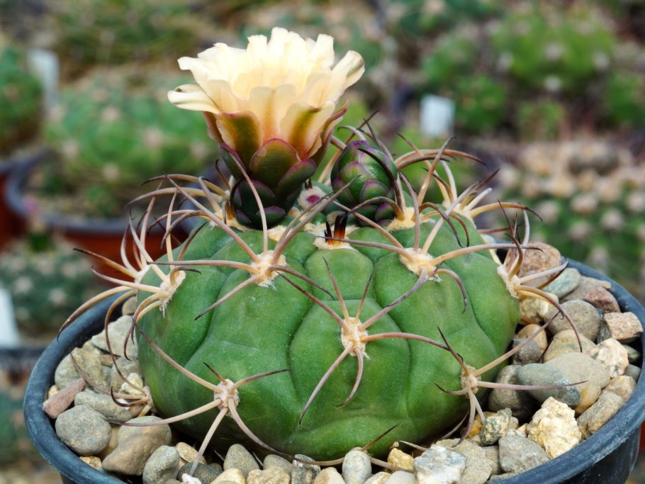 Gymnocalycium marquezii KK 521