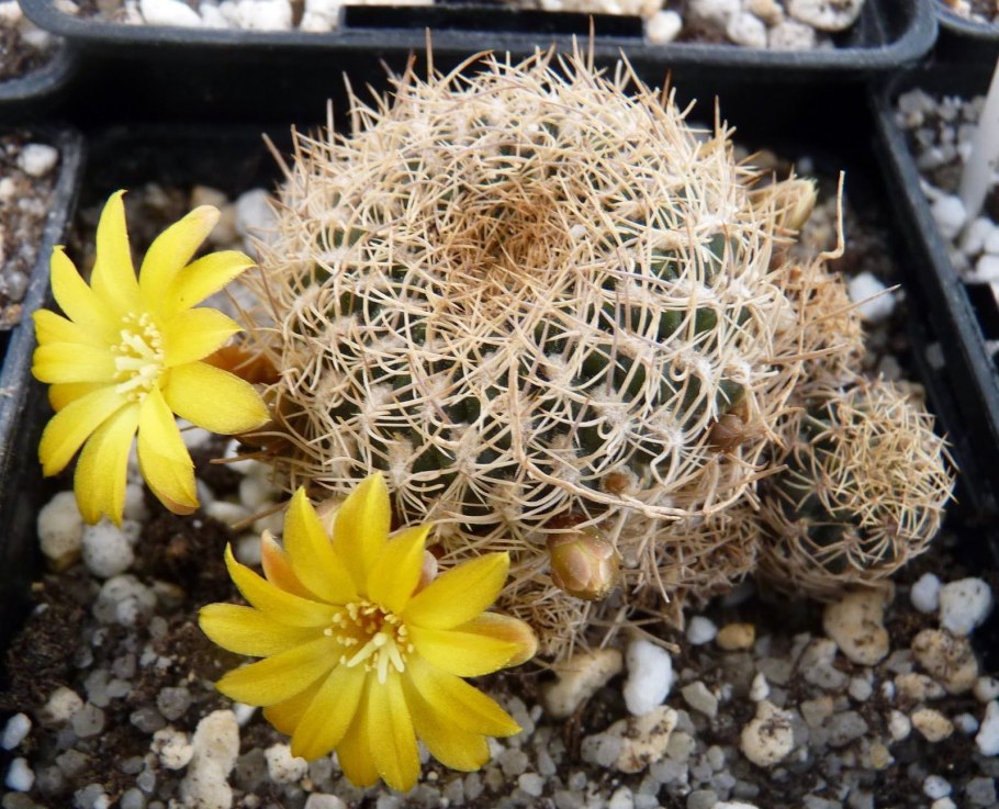 Gymnocalycium baldianum VG 564