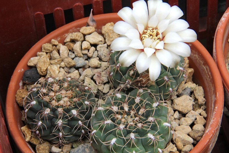 Кактус Gymnocalycium