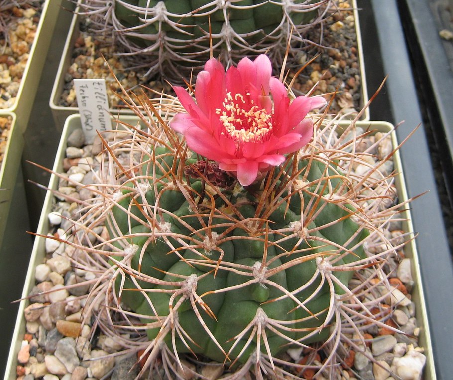 Gymnocalycium paediophilum lb 2187