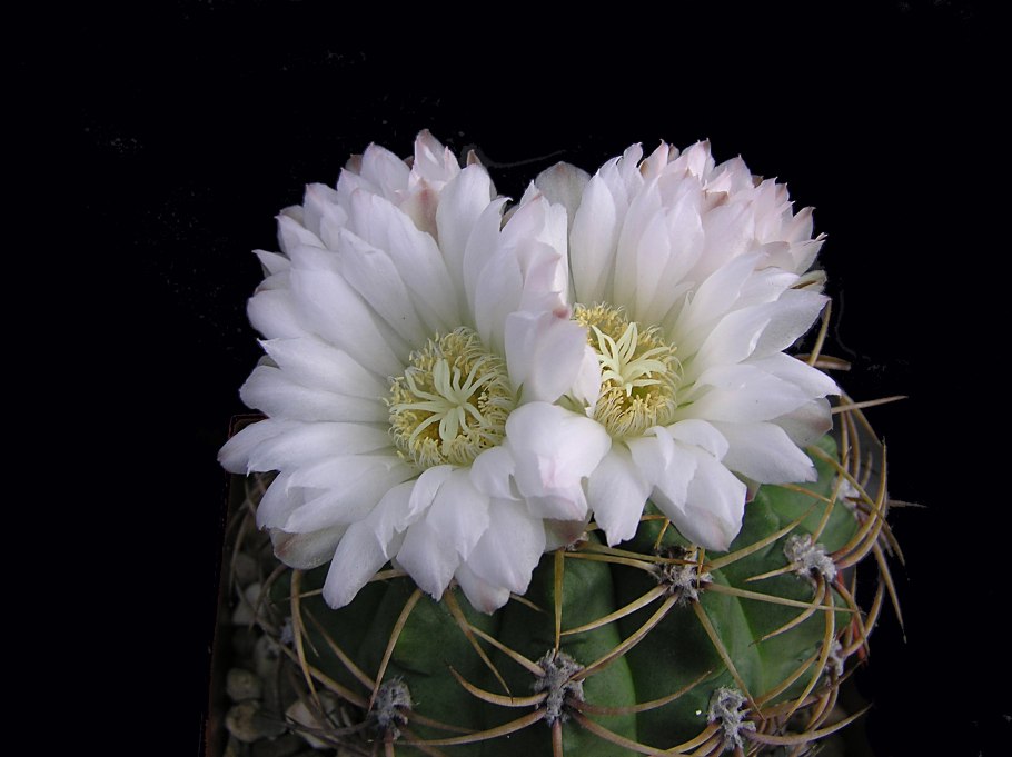 Sulcorebutia steinbachii tiraquensis