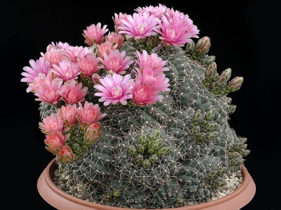 Gymnocalycium monvillei VG 491