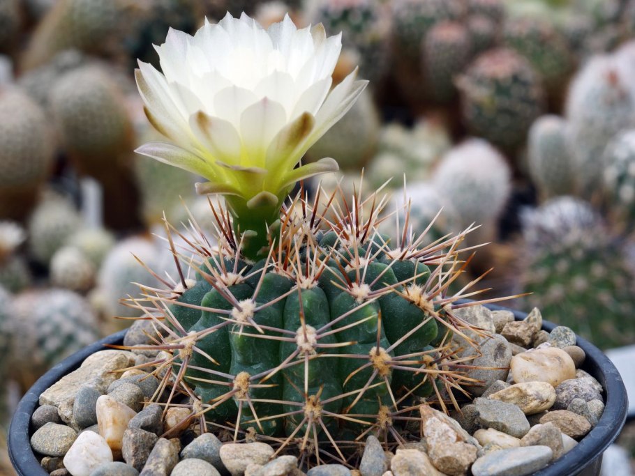 Gymnocalycium zegarrae