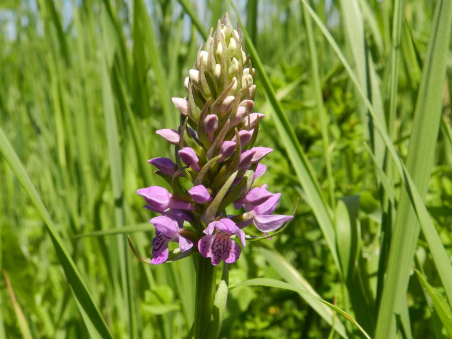 Orchis aristata