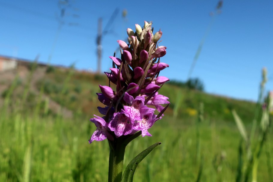 Северная Орхидея ятрышник