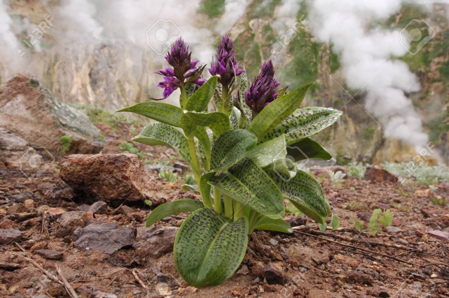 Кроноцкий заповедник Флора