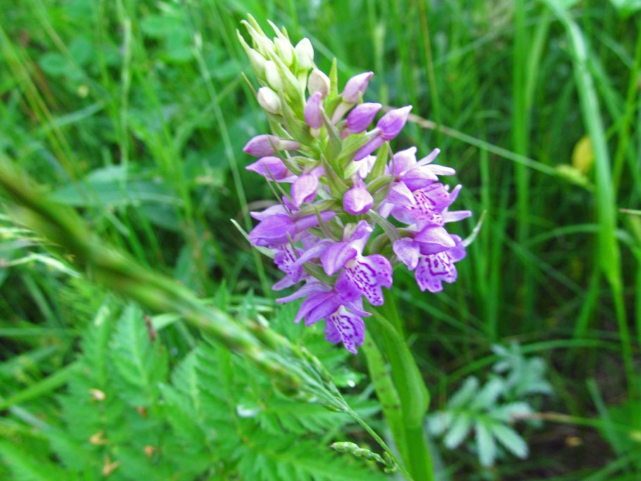 Орхидеи Dactylorhiza