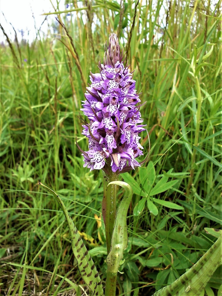 Пальчатокоренник Римский