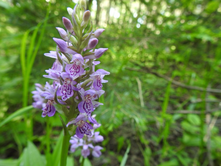 Северная Орхидея ятрышник пятнистый