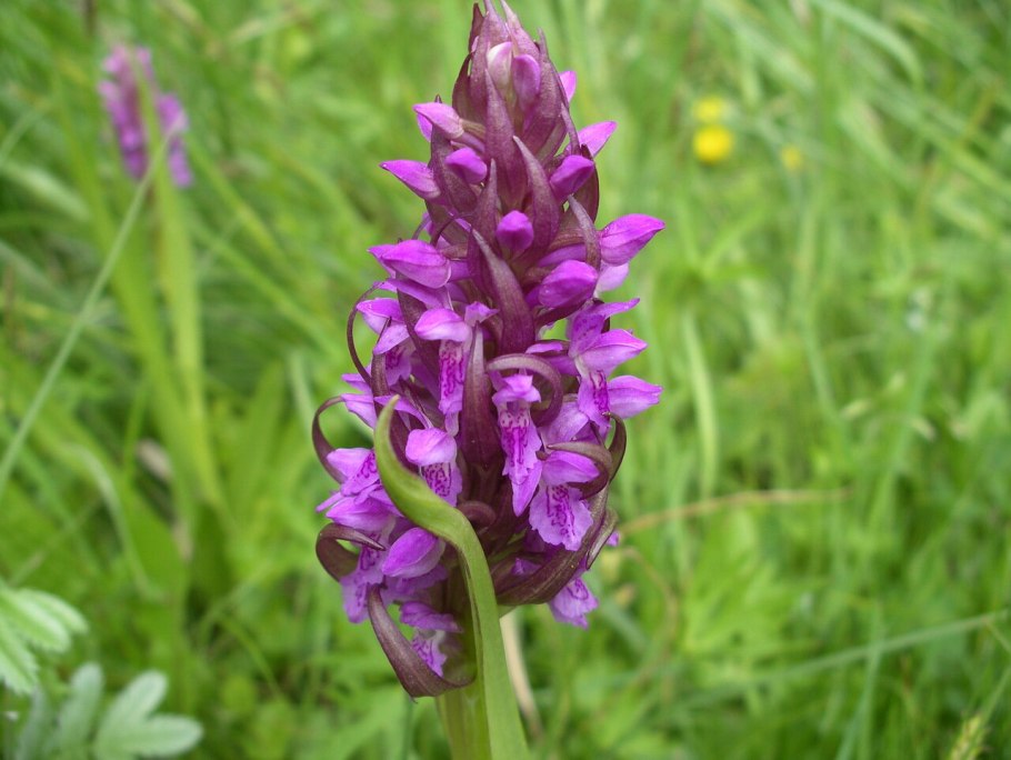 Dactylorhiza aristata