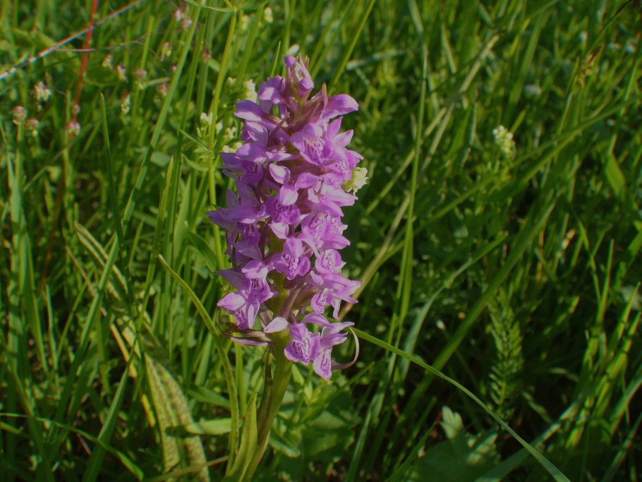 Орхидея Пальчатокоренник Балтийский