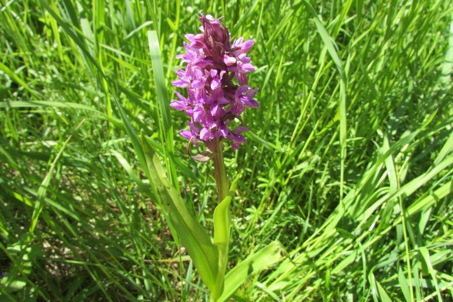Dactylorhiza praetermissa