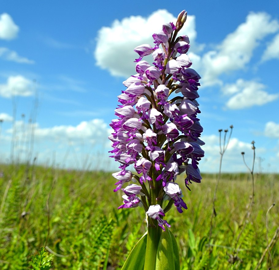 Мытник мясокрасный