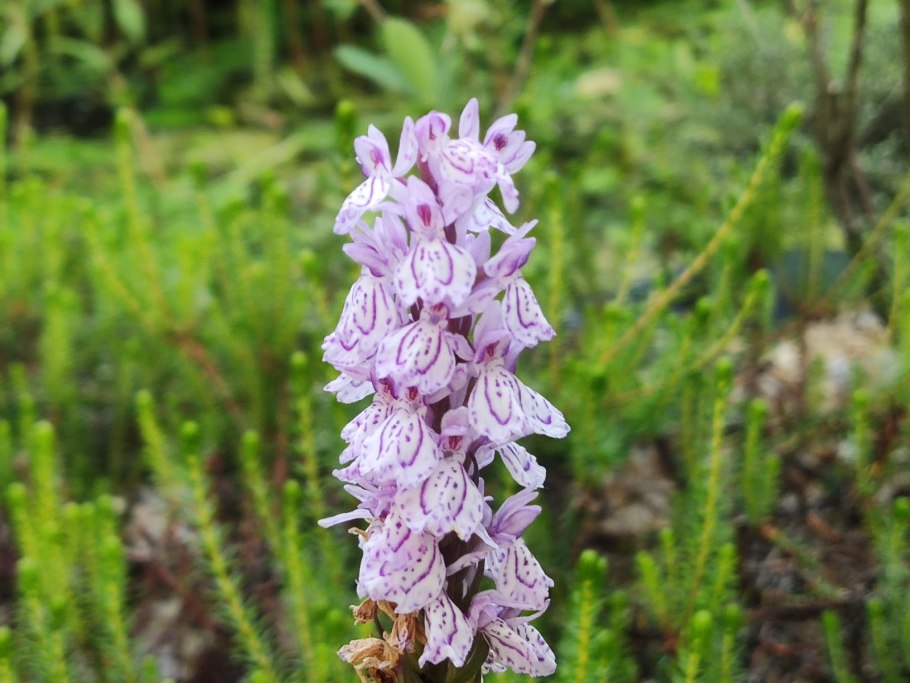 Ятрышник шлемоносный