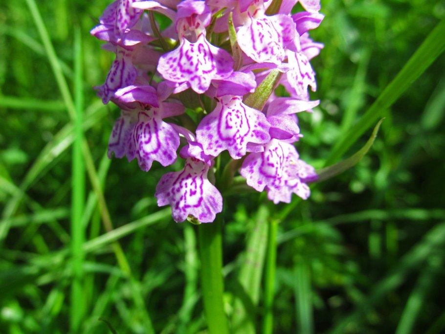 Пальцекорник Руссова