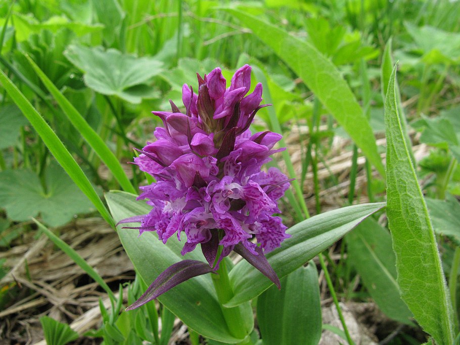 Dactylorhiza russowii