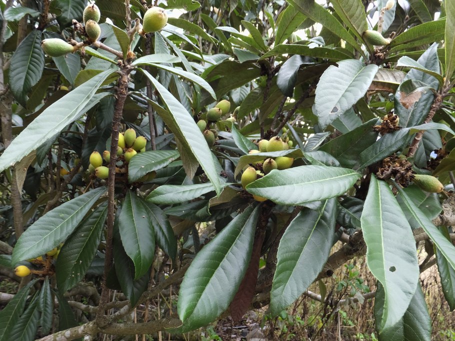 Эриоботрия Копперстоун