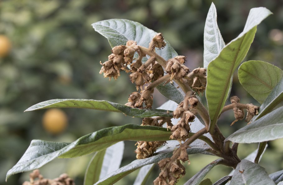Мушмула японская (лат. Eriobotrya japonica)