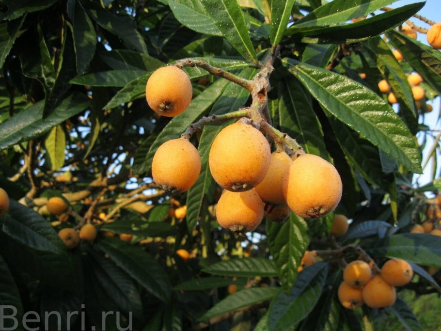 Эриоботрия японская кора