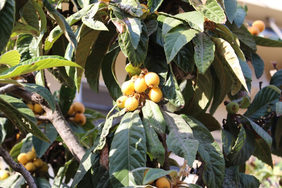 Bird eating Loquat friut
