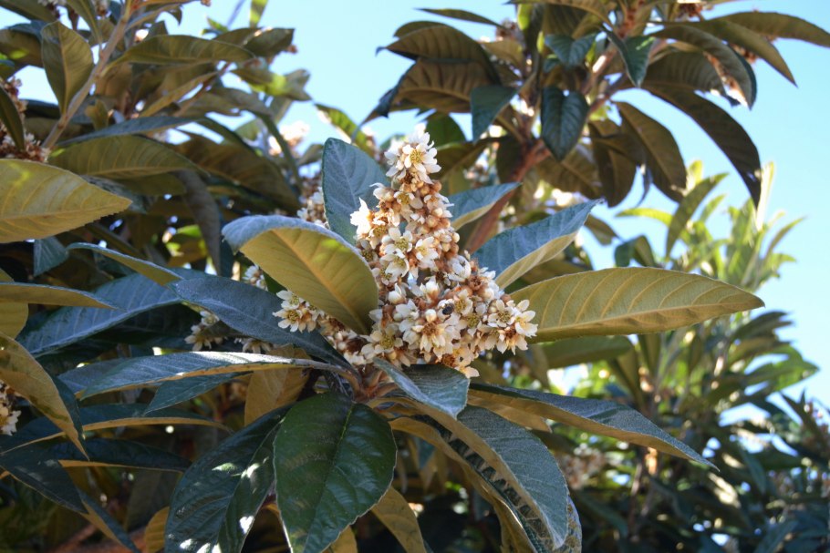 Мушмула Морозко