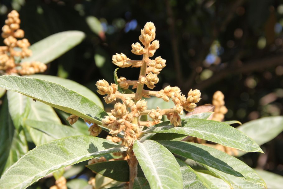 Мушмула в Батуми