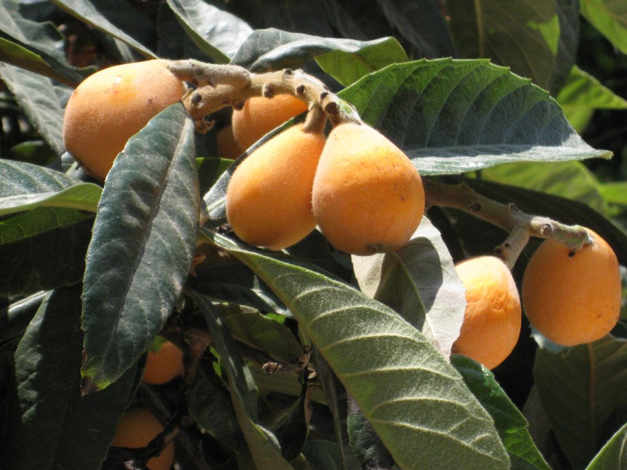 Эриоботрия японская (мушмула японская) (eriobotrya japonica)