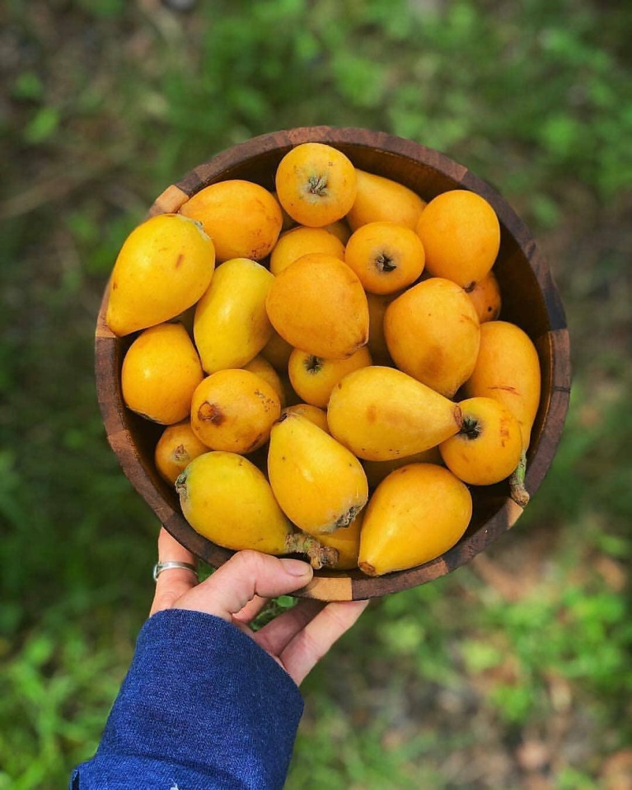 Японская мушмула