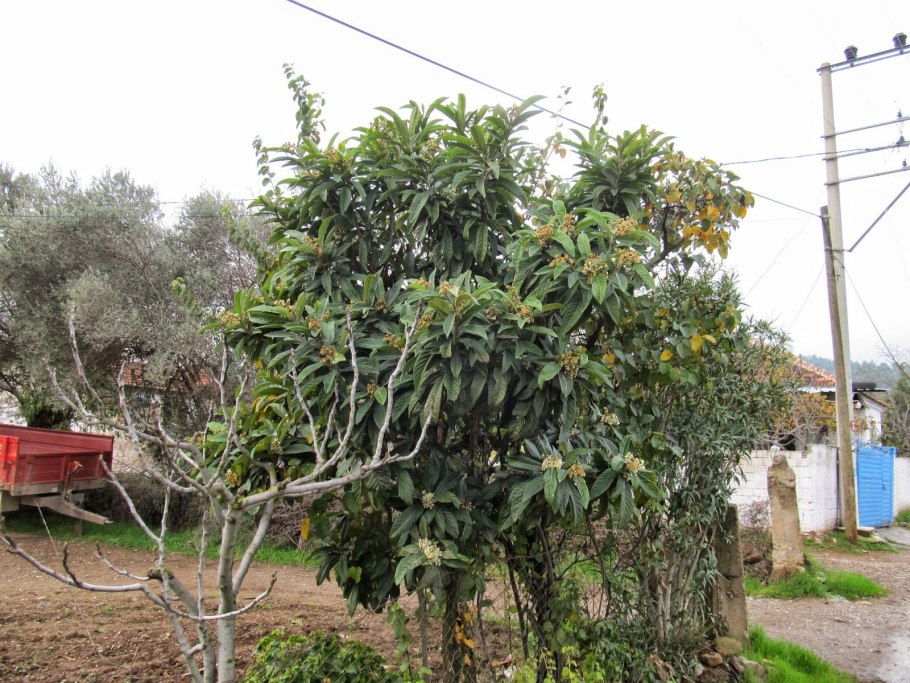 Мушмула японская дерево