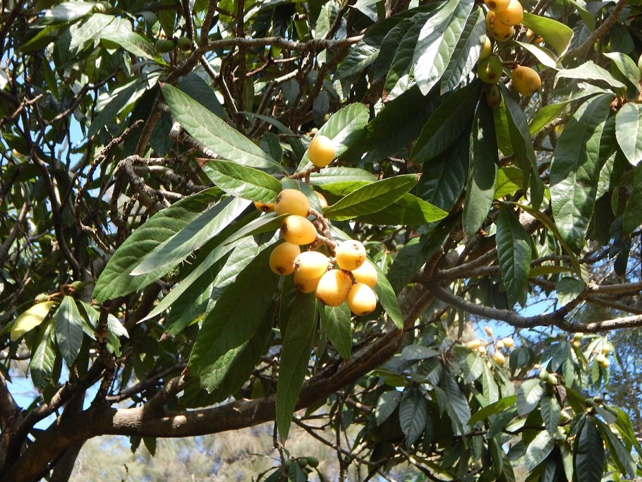 Эриоботрия японская кора