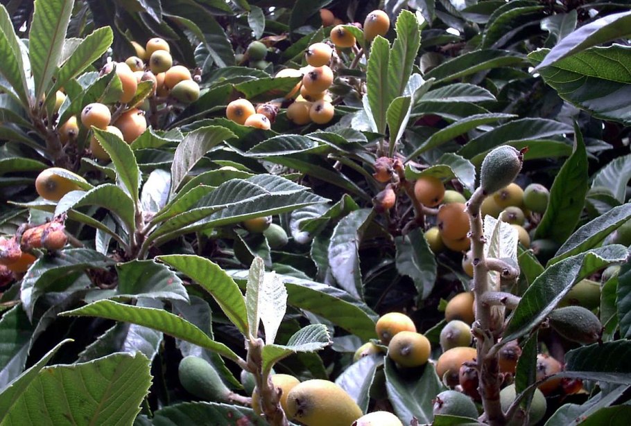 Эриоботрия японская