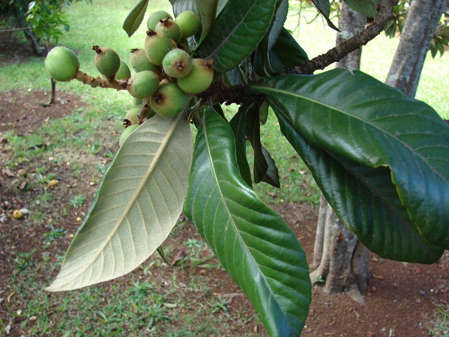 Эриоботрия Копперстоун