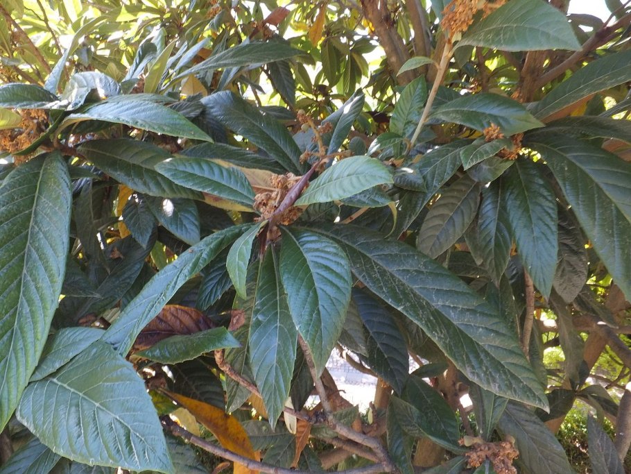 Мушмула японская Eriobotrya japonica