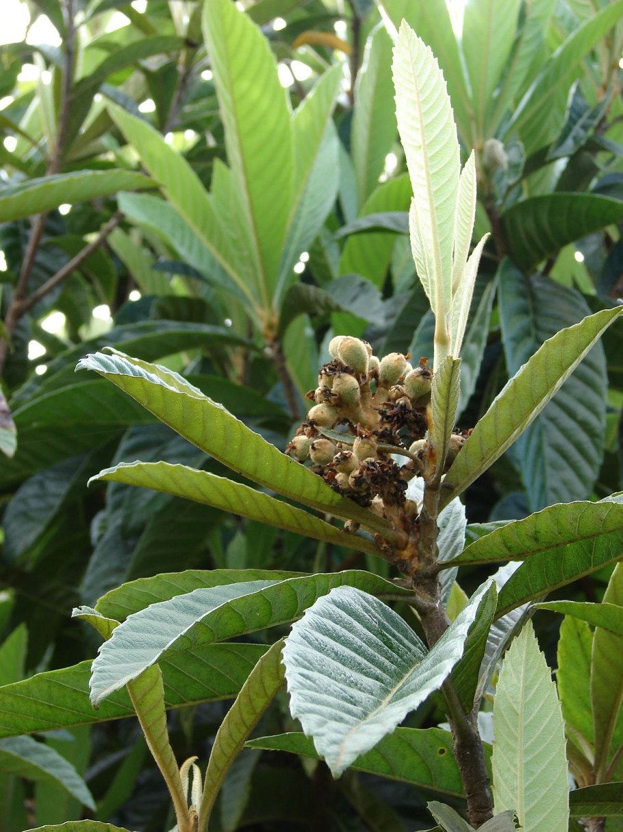 Мушмула в домашних условиях