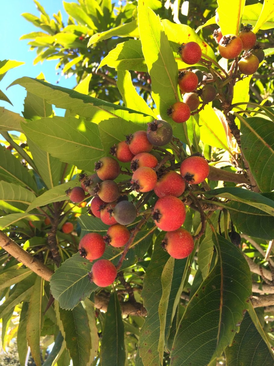 Рябина арнольда (sorbus arnoldiana) “golden wonder”
